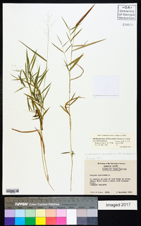 Dichanthelium dichotomum var. dichotomum image