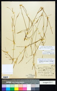 Dichanthelium dichotomum var. dichotomum image