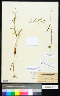 Dichanthelium dichotomum var. dichotomum image