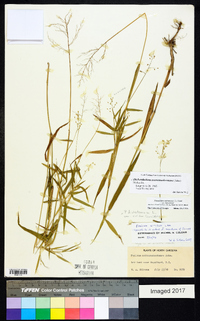 Dichanthelium dichotomum subsp. mattamuskeetense image