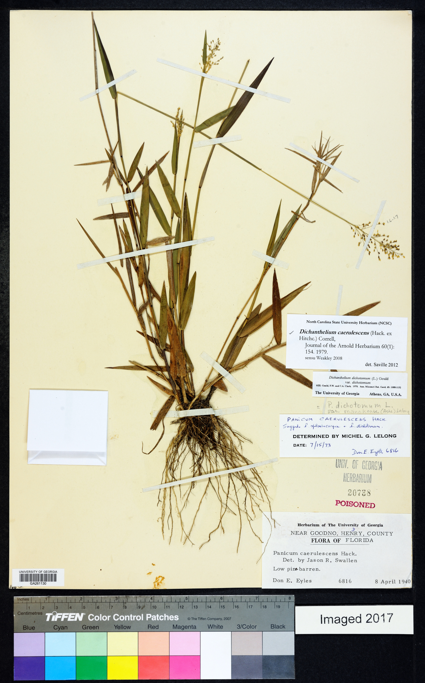 Dichanthelium caerulescens image