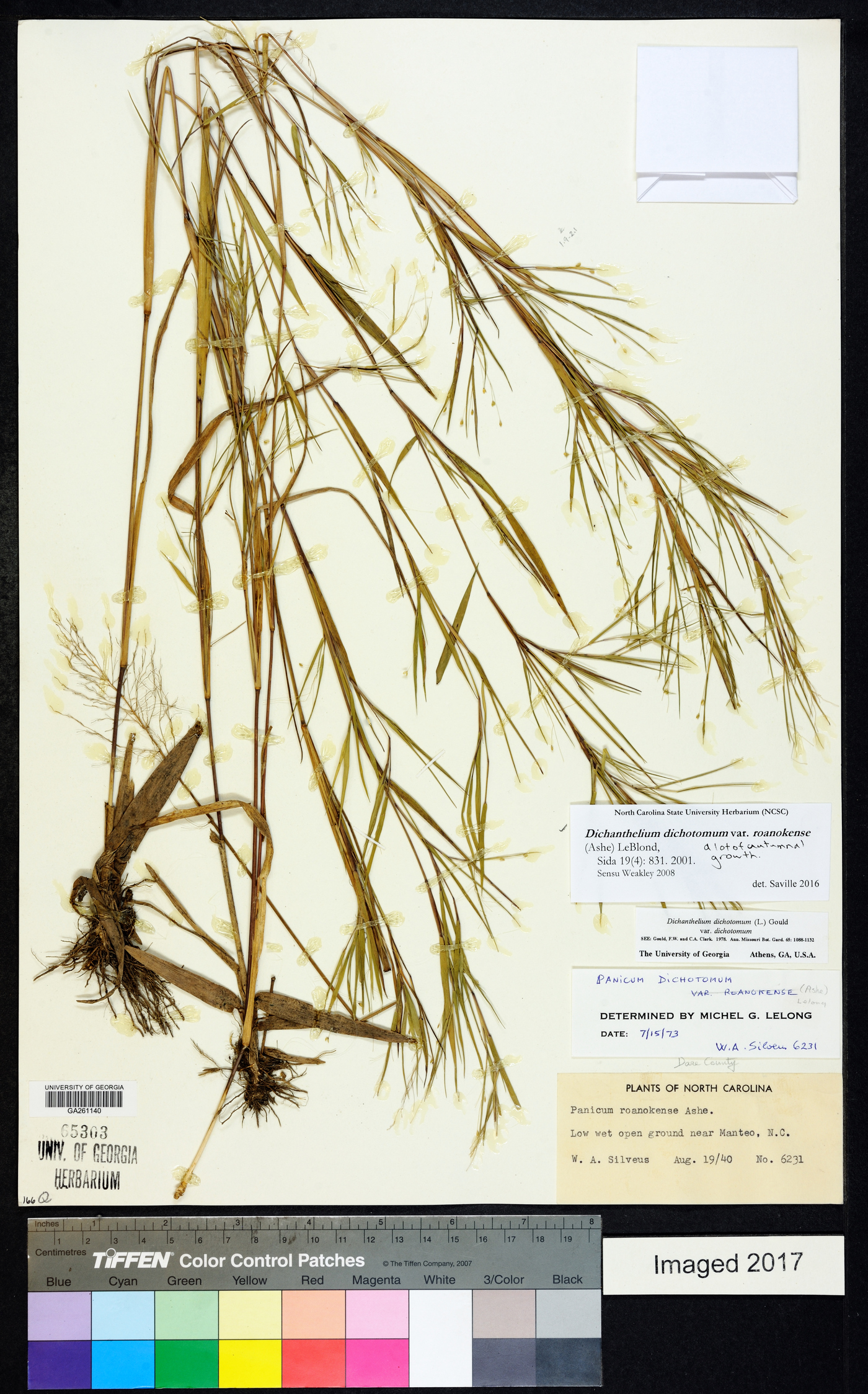 Dichanthelium dichotomum subsp. roanokense image