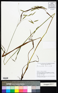 Bromus pubescens image