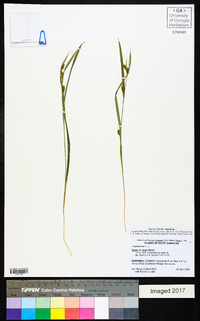 Carex pigra image