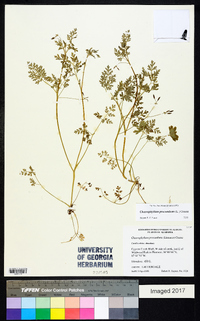 Chaerophyllum procumbens image