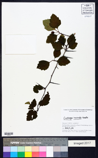 Crataegus iracunda image