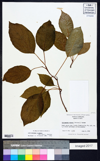 Schisandra glabra image