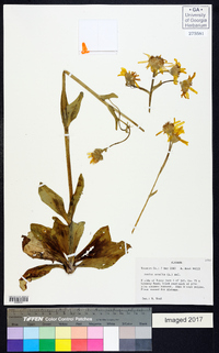 Arnica acaulis image