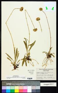 Marshallia obovata image