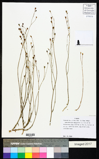 Wahlenbergia marginata image