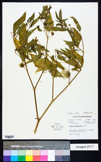 Physalis longifolia image