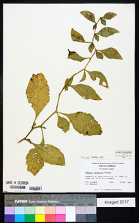 Physalis lanceolata image