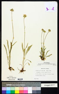 Marshallia obovata var. obovata image