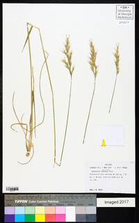 Danthonia sericea image