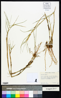 Panicum repens image