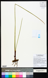 Juncus roemerianus image