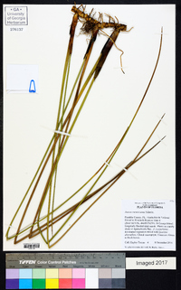 Juncus roemerianus image