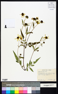 Bidens polylepis image