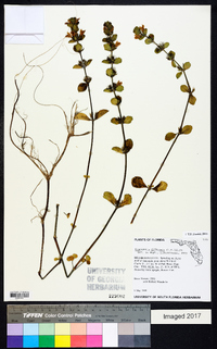 Hygrophila difformis image