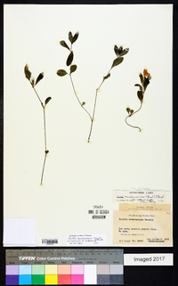 Ruellia caroliniensis image