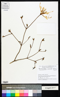 Rhododendron canescens image