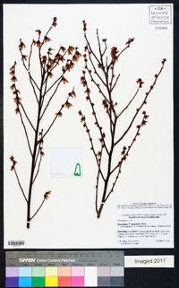 Vaccinium fuscatum image