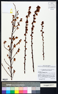 Vaccinium fuscatum image