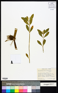 Alternanthera philoxeroides image