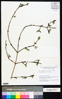 Philadelphus hirsutus image