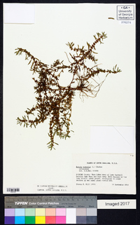 Rotala ramosior image