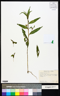 Ludwigia decurrens image