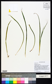 Polianthes tuberosa image