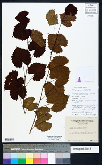 Vitis rotundifolia image