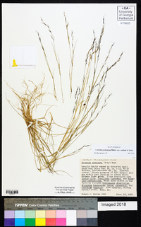 Aristida dichotoma var. curtissii image