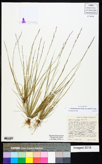 Aristida dichotoma image