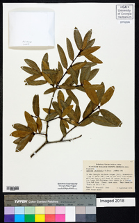 Quercus laurifolia image