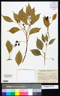 Cinnamomum camphora image