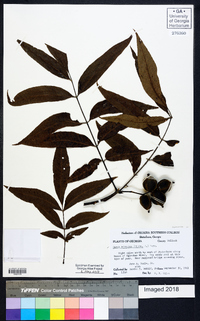 Carya aquatica image