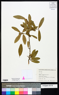 Quercus virginiana image