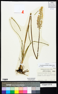 Stenanthium densum image