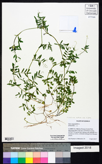 Vicia sativa subsp. nigra image