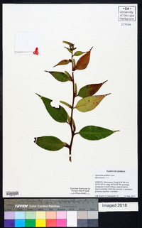 Leucothoe axillaris image