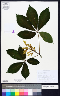 Aesculus sylvatica image