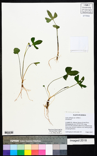 Viola palmata image