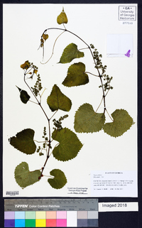 Vitis vulpina image