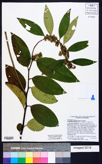 Leucothoe axillaris image