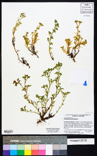 Polypremum procumbens image