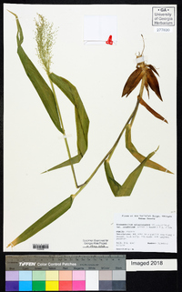 Dichanthelium polyanthes image