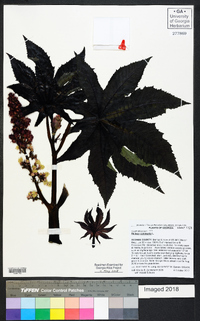 Ricinus communis image