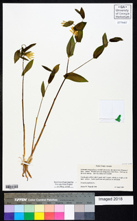 Uvularia perfoliata image